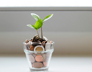 A plant is growing from coins placed in a small glass container